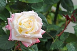 大教堂月季的优缺点（探究大教堂月季的花卉魅力与缺陷）
