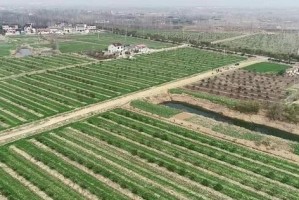 黑桃种植的适宜地区和条件（从气候、土壤和人工管理角度分析）