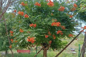 凌霄花开花时间及栽培技巧（了解凌霄花的生长特性，合理管理让其开花更美丽）