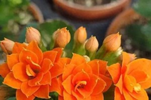 探秘长寿花的寓意与象征风水（长寿花代表什么意义？长寿花在风水中有何意义？）