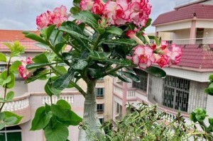 玫瑰繁殖的方法和注意事项（轻松掌握玫瑰繁殖技巧，让花园更美丽）
