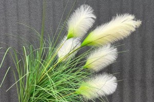 揭开网红草的神秘面纱（探索网红草的种类、特性和功效）