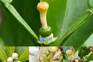如何科学防治桔子病虫害（掌握关键技术，提高果实品质）