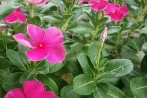 长春花是一种多年生植物（探究长春花的生命周期和特征）