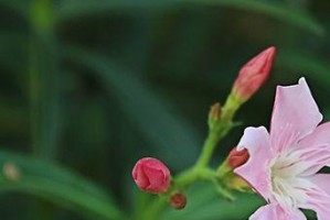 香泡树花香有毒吗？揭开香泡树花香真相！（香泡树花香是什么？有哪些危害？如何安全使用？）