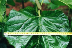 如何选择适合桑树的肥料（一篇全面介绍桑树肥料选择的指南）