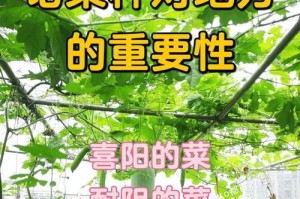 如何成功种植丝瓜？（掌握丝瓜种植时间和方法，让你的丝瓜飞速生长）