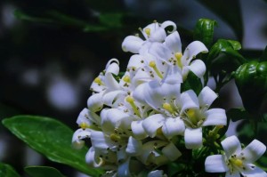 如何正确养护千里香花