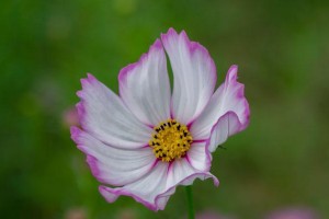 解读风仙子花的神奇功效（探究风仙子花的作用及其保健价值）