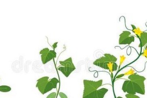 黄瓜种子催芽方法大揭秘！（掌握这1个，让您的黄瓜种子快速发芽）