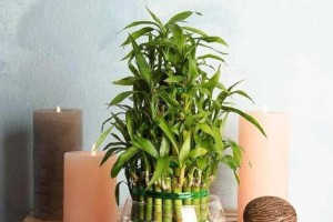 兔子的幸运植物，助您财运亨通！（兔子的幸运植物，助您财运亨通！）