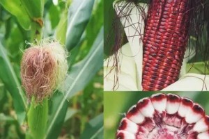 玉米不是裸子植物（探究玉米的种类和分类，揭示其真正面貌）
