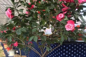 茶花，探寻她的美丽之处（一窥茶花的花色、花形及花香）
