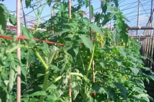 圣女果青枯病的治疗方法（有效药品及其使用技巧）