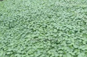 香菇草修剪方法详解（轻松掌握香菇草修剪技巧，让您的花园更美丽）