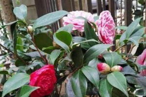 以五色茶花怎么种出来？（种植五色茶花的步骤和技巧）