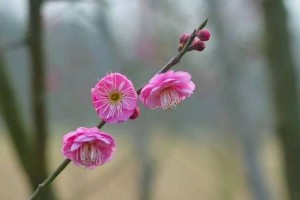 迎春花开，红梅花期正当时（探寻红梅花的奥秘与美丽）