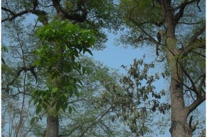 榔树，国家重点保护植物的珍贵资源（探寻榔树的历史价值和保护意义）