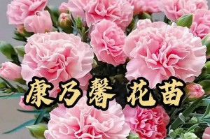 康乃馨的种植与养护（适合几月份种植？如何让它长得更美？）
