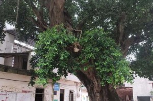 榕树的成长奇观（壮大、繁茂、生命力旺盛的榕树）