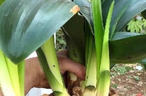 多菌灵可以用于浇茉莉花吗？（多菌灵的作用、茉莉花的特性以及使用多菌灵浇水的注意事项）