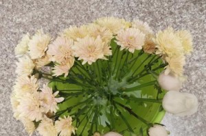 大丽花的醒花和鲜切方法（让你的大丽花焕发生机，保持长久鲜活！）
