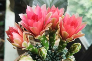 黑金刚仙人球开花时间（每年花期、适合种植的条件与养护技巧）