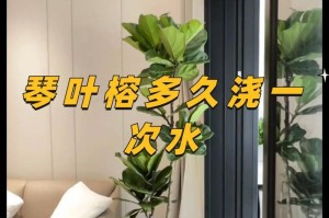如何科学浇水富贵椰子？（掌握正确方法，让富贵椰子健康成长。）