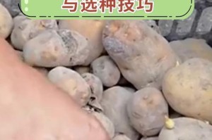 马铃薯种植全攻略（从选种到收成，让你一次搞定）