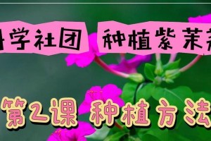 五彩茉莉种子的种植技巧（打造五彩缤纷的花园，从五彩茉莉种子开始）