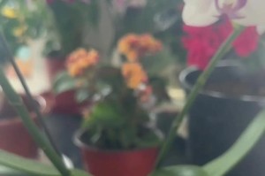 蝴蝶兰如何进行换土换盆（学会正确的换盆方法，让蝴蝶兰生长得更加健康）