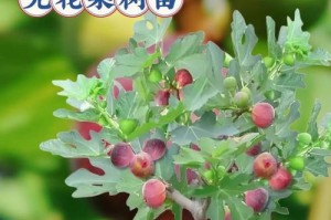 秋季无花果的剪枝技巧（掌握无花果剪枝要诀，收获丰富果实）
