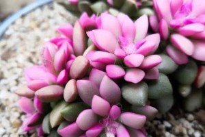 如何正确给吹雪之松锦浇水？（换盆后的浇水技巧与注意事项）