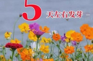 如何选择最佳播种时间——百日草种子的播种（关于百日草种子播种时间的重要性与建议）