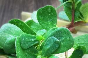 马齿苋种植技巧详解（掌握最佳种植时间，让马齿苋收成更丰盛）