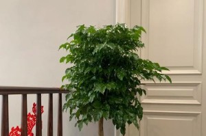 绿宝卷叶的防治方法（从根源上预防绿宝卷叶病害）