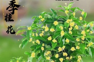 适合种植桂花树的地方（从土壤、气候到养护，全面解析桂花树生长的要素）