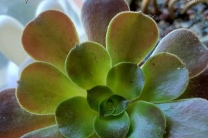黑法师修剪方法全解析（以专业技巧打造完美造型，）