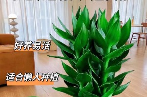 观音竹如何养殖才能更旺盛？——掌握观音竹生长的技巧，助力盆栽成功