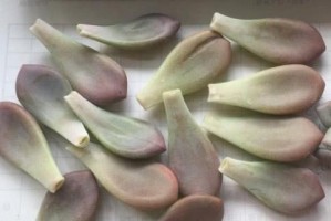 如何让奥普琳娜快速养肥？