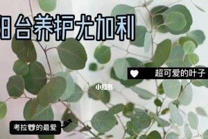 尤加利叶的养护方法（如何让你的尤加利叶茁壮成长）