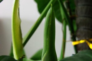 绿宝石一年开几次花（绿宝石的花期、养护及观赏价值）