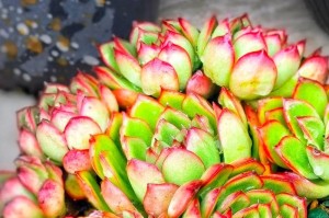 以大地翅膀多肉怎么养（多肉植物大地翅膀的养护技巧与注意事项）