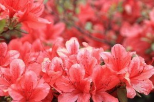 杜鹃干枝处理方法（干枝枯叶原因与解决方案）
