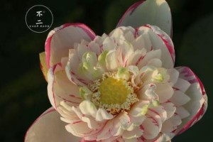 莲藕开花的神奇之美（探究莲藕开花的形态和生命力）