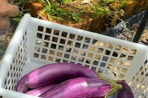 茄子成熟期解析（从花期到果实成熟，看茄子长成需要多长时间？）