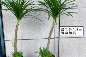 耐寒绿植（选对绿植才能在冬季室内“暖心”生长）