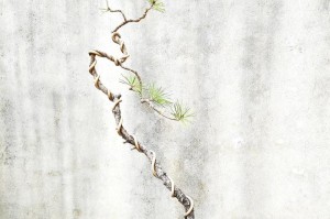 盆栽技巧（掌握这些关键步骤，让你的盆树健康成长）