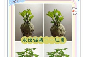 绿宝石喜林芋水培养殖技巧（掌握喜林芋水培的关键，打造出绿宝石般的美景）