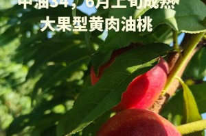 如何选择优质的晚熟油桃品种？（品质与产量兼备的晚熟油桃品种推荐）